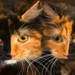 La preciosa leyenda de las gatas Carey: ¿La conocías?