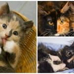 La preciosa leyenda de las gatas Carey: ¿La conocías?