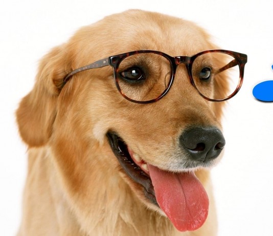 ¿Existe la raza de perro MÁS inteligente?