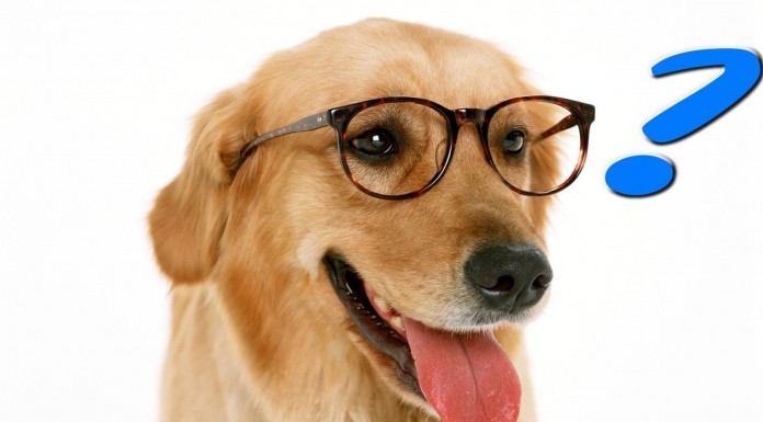 ¿Existe la raza de perro MÁS inteligente?