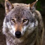 lobo, animal tótem