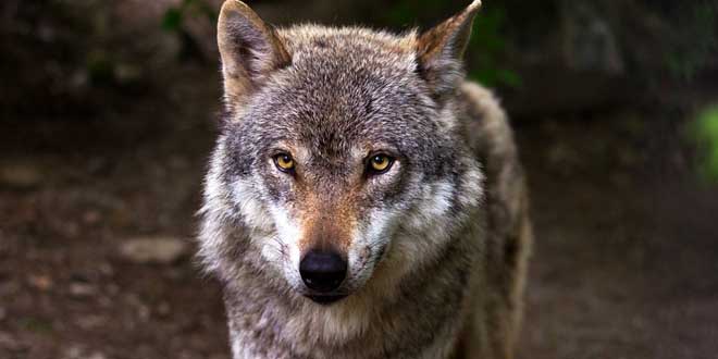 lobo, animal tótem - Supercurioso