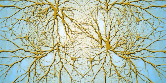 neuronas1