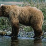 oso, animal tótem
