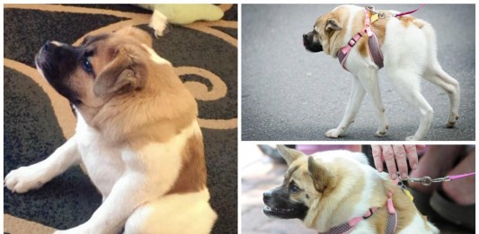 Pig, un perro muy especial que debes conocer Pig, un perro muy especial que debes conocer