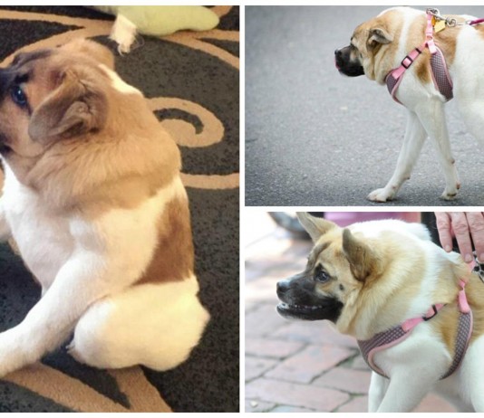 Pig, un perro muy especial que debes conocer Pig, un perro muy especial que debes conocer