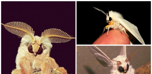 Descubre a la polilla que parece una pequeña "hada"