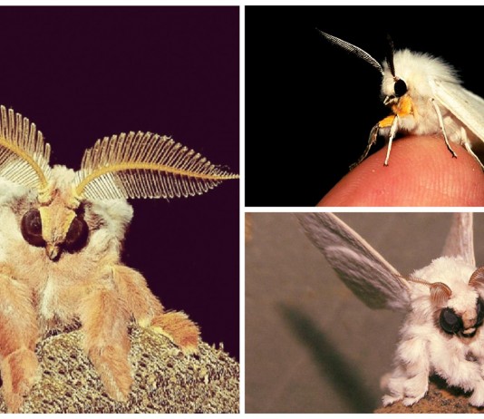 Descubre a la polilla que parece una pequeña "hada"