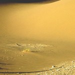 Profecías de Rasputín