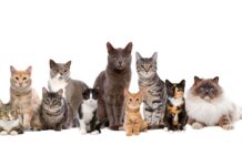 12 razas de gatos raras