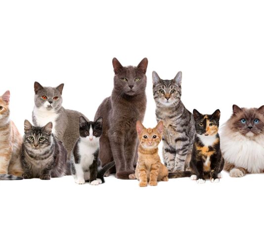 12 razas de gatos raras