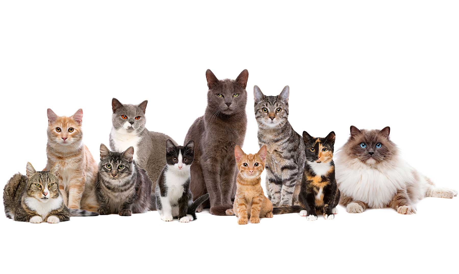 10 кошек отзывы. Много кошек. Котики в ряд. Котики сидят в ряд. Много котят.