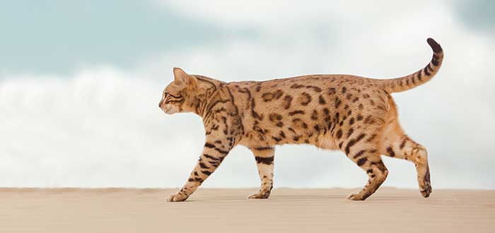 12 razas de gatos raras - Savannah Cat