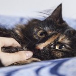 La preciosa leyenda de las gatas Carey: ¿La conocías?
