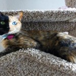 La preciosa leyenda de las gatas Carey: ¿La conocías?