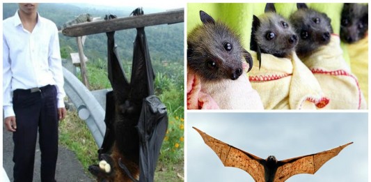 Zorros voladores: imprescindibles para el equilibrio natural