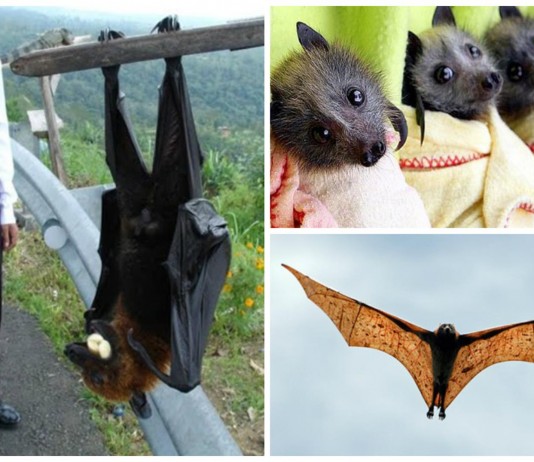 Zorros voladores: imprescindibles para el equilibrio natural