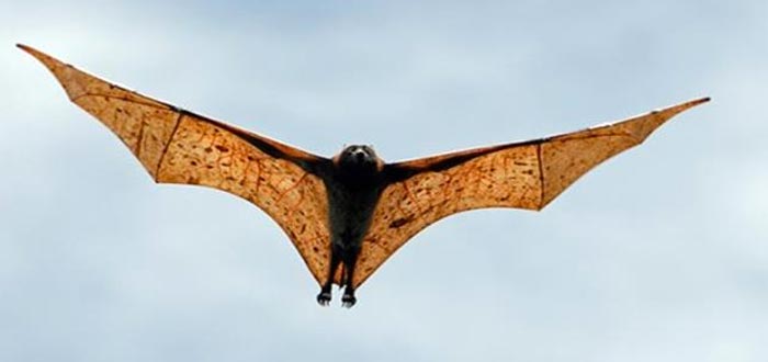 Zorros voladores, imprescindibles para el equilibrio natural