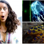 5 peligrosisimos animales australianos