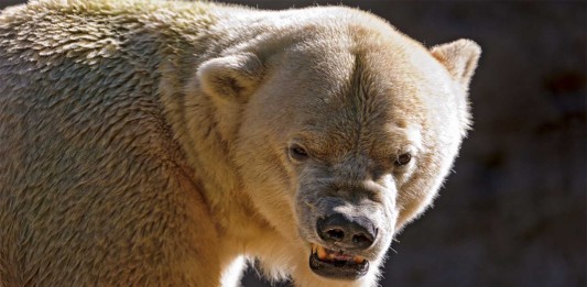 Evita esto si no quieres ser atacado por un animal salvaje