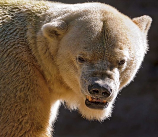 Evita esto si no quieres ser atacado por un animal salvaje Evita esto si no quieres ser atacado por un animal salvaje