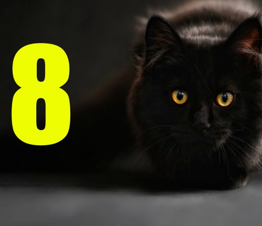 8 razones por las que podría atacarte un gato 8 razones por las que podría atacarte un gato