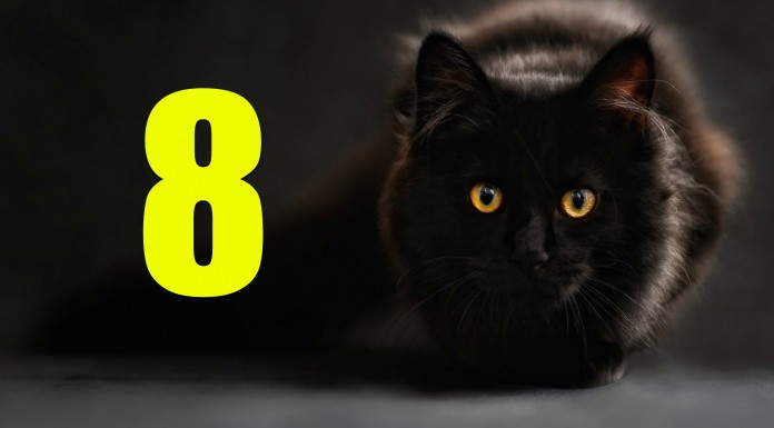 8 razones por las que podría atacarte un gato