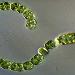 Cianobacterias