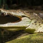 cocodrilo de agua salada