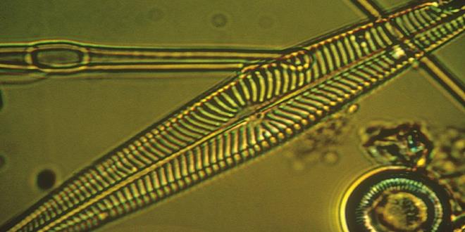 Diatomeas-Bacillariophyta (Copy)
