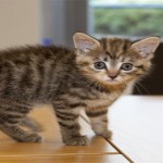 Gato Bebe