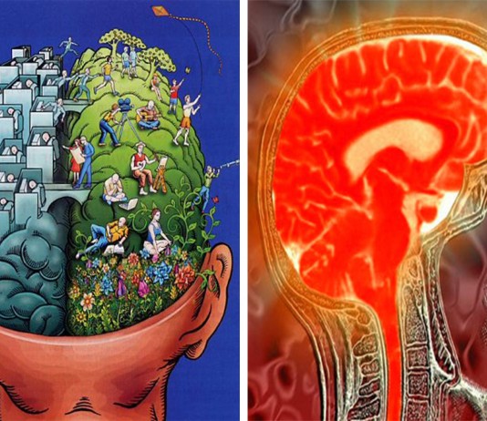 ¿Cuál es la diferencia entre tu hemisferio izquierdo y el derecho?