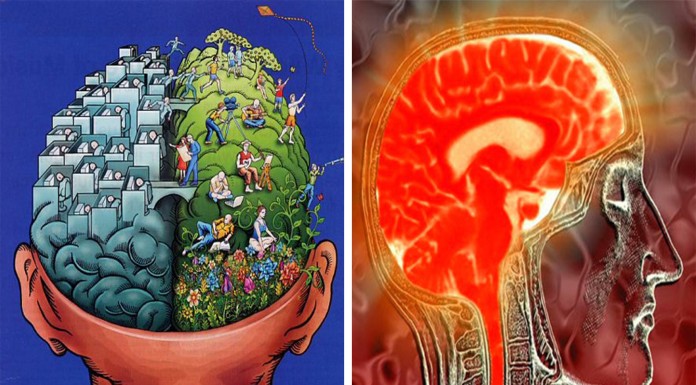 ¿Cuál es la diferencia entre tu hemisferio izquierdo y el derecho?