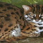 Leopardo Asiatico