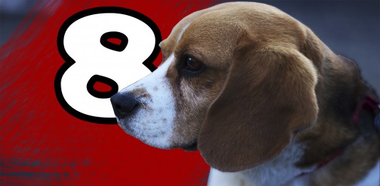 8 datos sorprendentes de tu perro