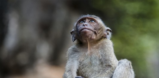 El curioso caso de los monos autistas