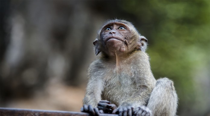 El curioso caso de los monos autistas