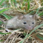 Ratón