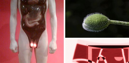 cosas que debes saber de los testículos