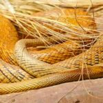 animales letales de australia