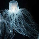 animales peligrosos de australia