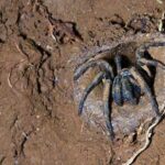 aanimales peligrosos de australia