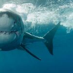 animales letales de australia