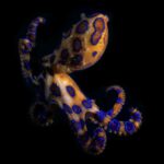 animales venenosos de australia