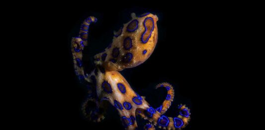 10 Animales peligrosos y letales de Australia | ¡Los más temidos! animales venenosos de australia