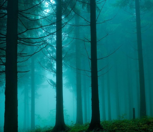 El inquietante sonido que impide dormir a los habitantes de Forest Grove sonidos, Forest Grove