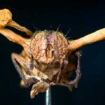cordyceps