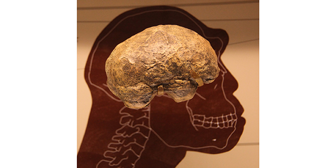 Cerebro del Homo Erectus