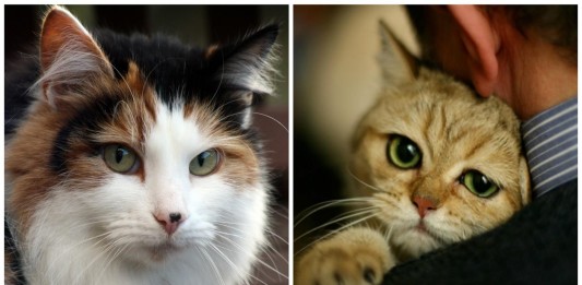 Cómo sobrellevar la muerte de tu gato Cómo sobrellevar la muerte de tu gato