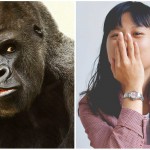 el gorila japonés
